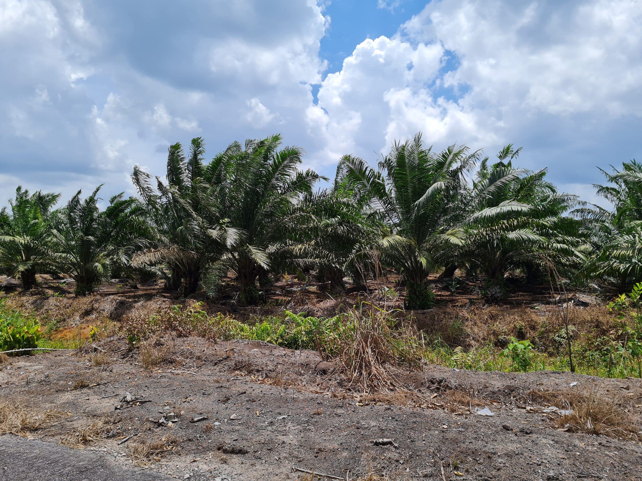 Southern Johor Land For Sale