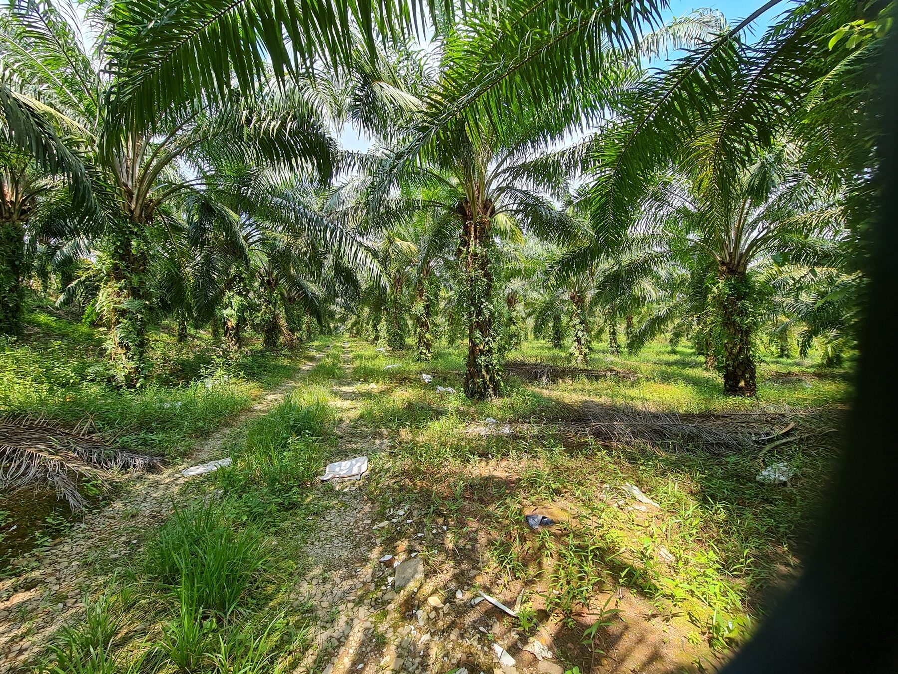 DEVELOPMENT LAND FOR SALE