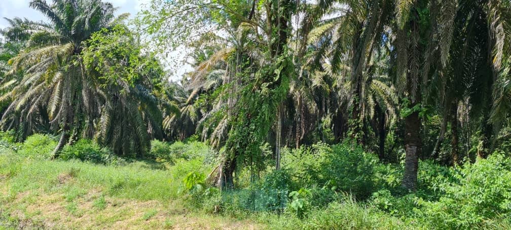 PEKAN NENAS ZONE INDUSTRIAL LAND FOR SALE