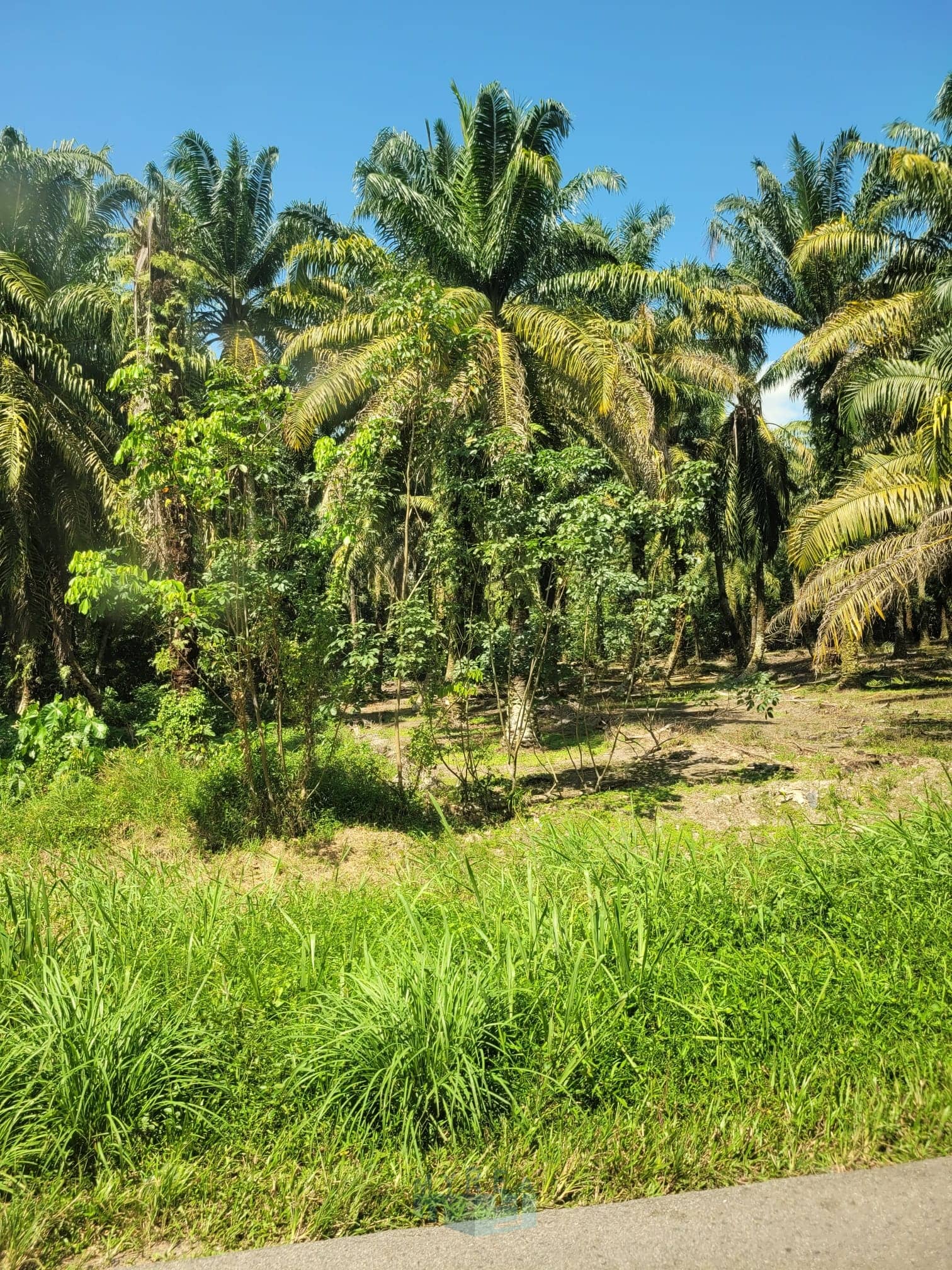 PEKAN NENAS ZONE INDUSTRIAL LAND FOR SALE