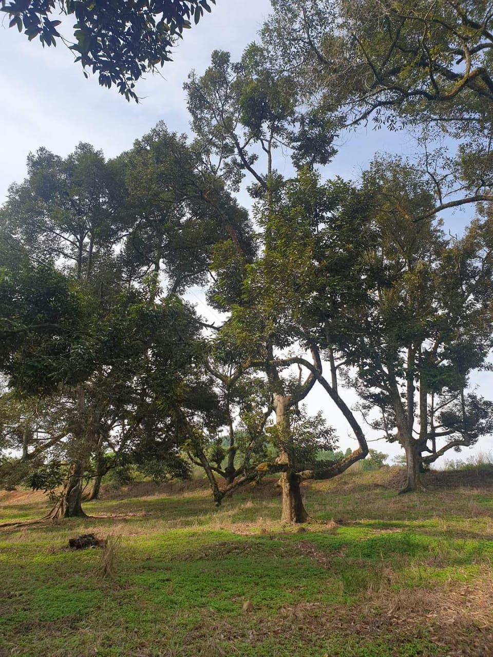 Simpang Renggam Durian Orchid