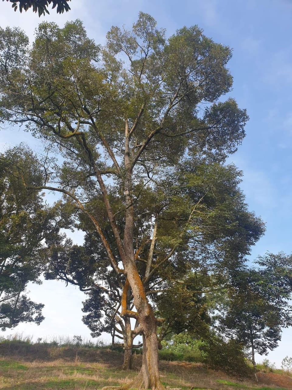 Simpang Renggam Durian Orchid