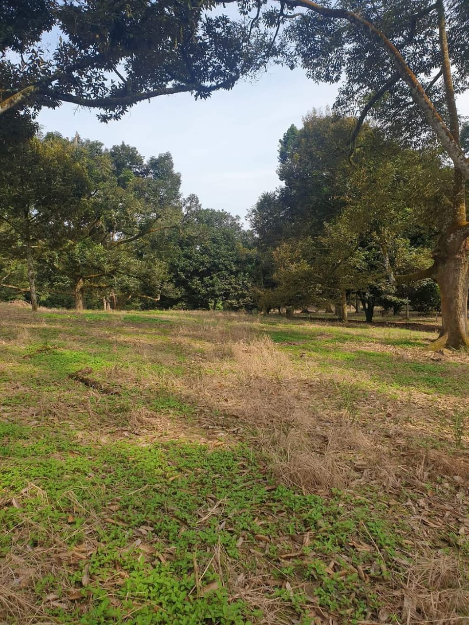 Simpang Renggam Durian Orchid