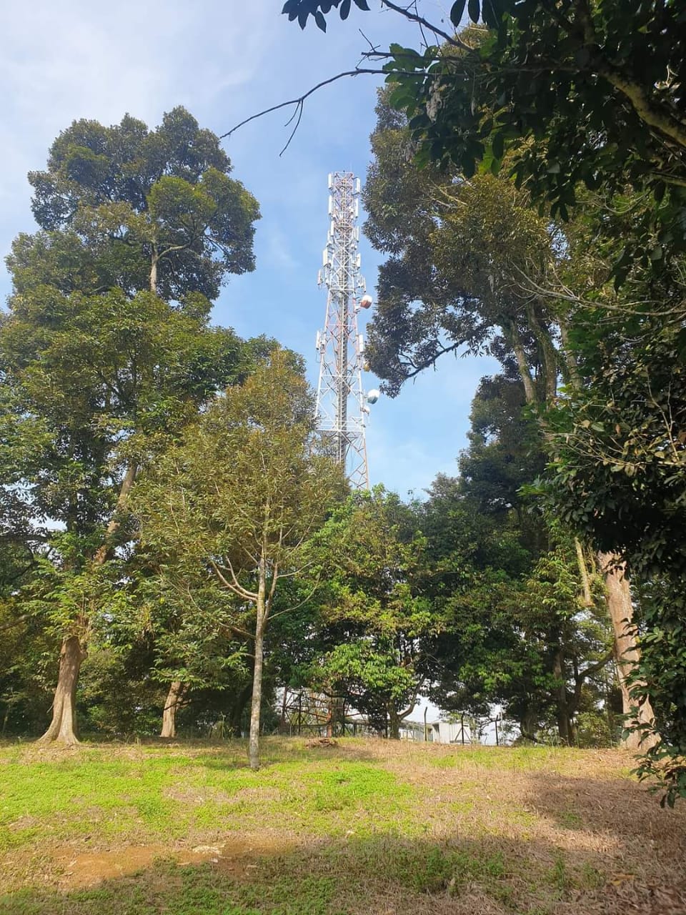 Simpang Renggam Durian Orchid