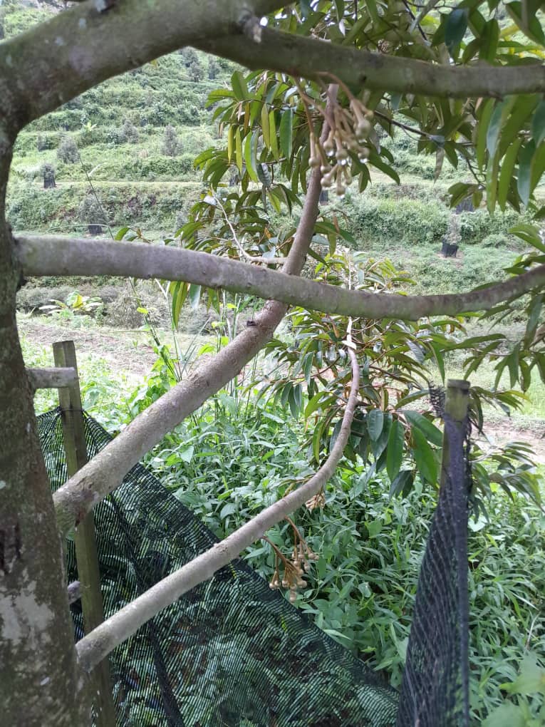 Rembau Agricultural Land