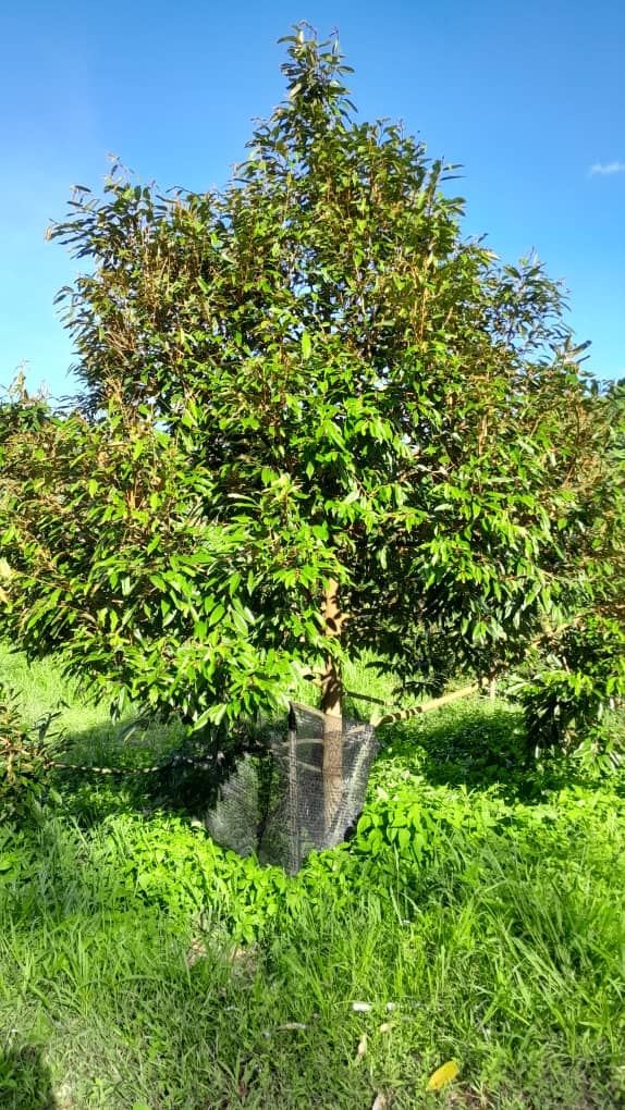 Rembau Agricultural Land