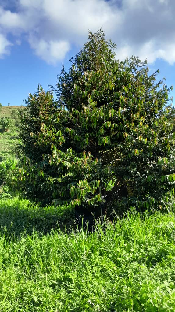 Rembau Agricultural Land