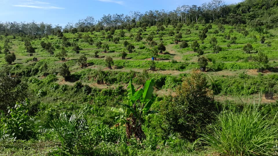 Rembau Agricultural Land