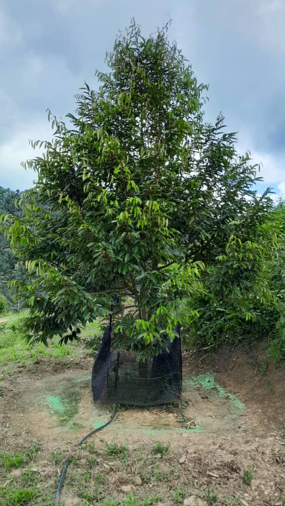 Rembau Agricultural Land